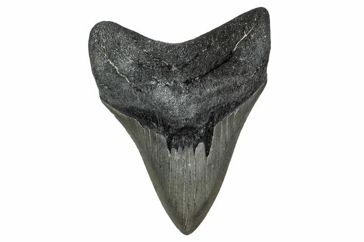 Fossil Megalodon Tooth - Georgia #338709